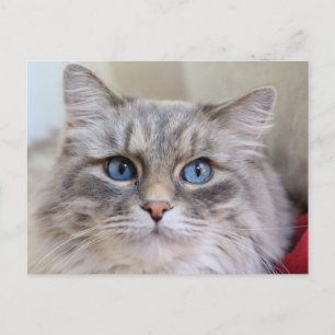 Maine Coon Kitty Cat Cute Fun Postcard