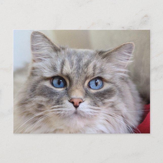 Maine Coon Kitty Cat Cute Fun Postcard (Front)