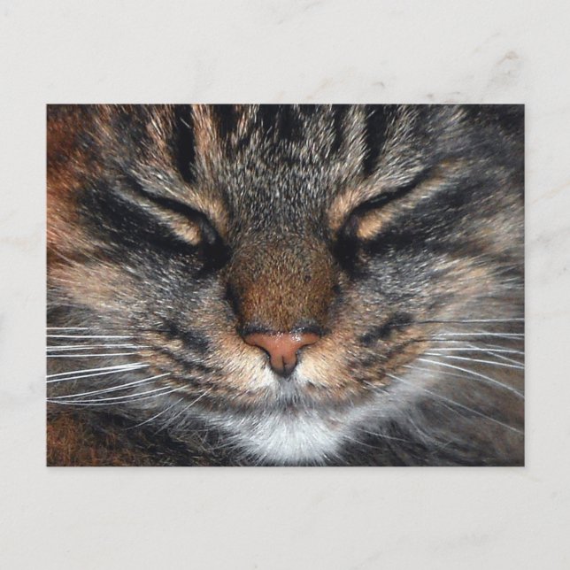 Maine Coon Kitty Cat Cute Fun Postcard (Front)