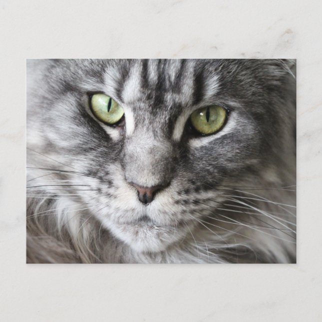 Maine Coon Kitty Cat Cute Fun Postcard (Front)