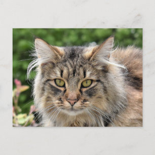 Maine Coon Kitty Cat Cute Fun Postcard