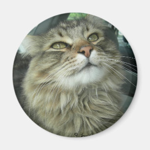 Maine Coon kitty Magnet