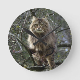 Maine Coon Long-hair Tabby Cat Animal Pet Clock