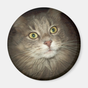 Maine Coon Magnet