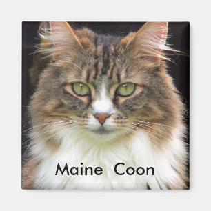 Maine  Coon Magnet