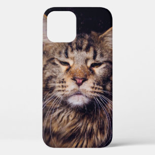 maine coon on a black background younganimal,cat,c iPhone 12 case