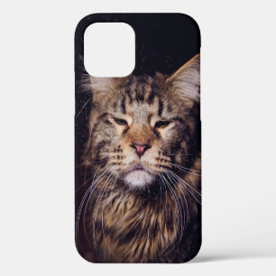 maine coon on a black background younganimal,cat,c iPhone 12 case