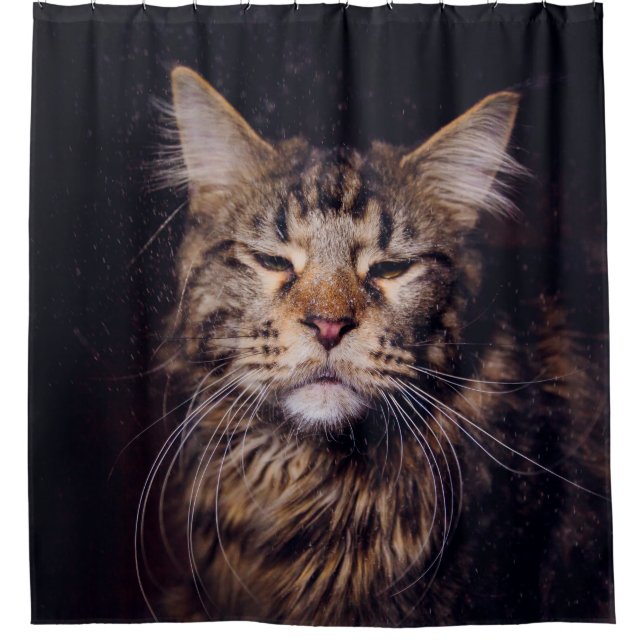 maine coon on a black background younganimal,cat,c shower curtain (Front)