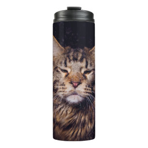 maine coon on a black background younganimal,cat,c thermal tumbler