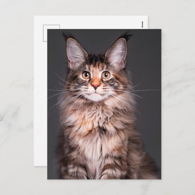 Maine Coon Portrait Holiday Postcard (Front/Back)