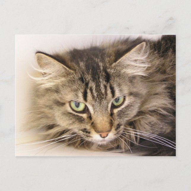 Maine Coon Postcard (Front)