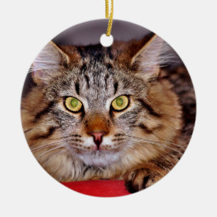 Maine-Coone Cat Ceramic Tree Decoration