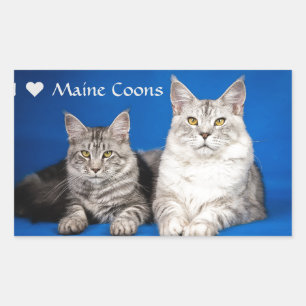 Maine Coons Cats Rectangular Sticker