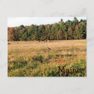 Maine Countryside Postcard