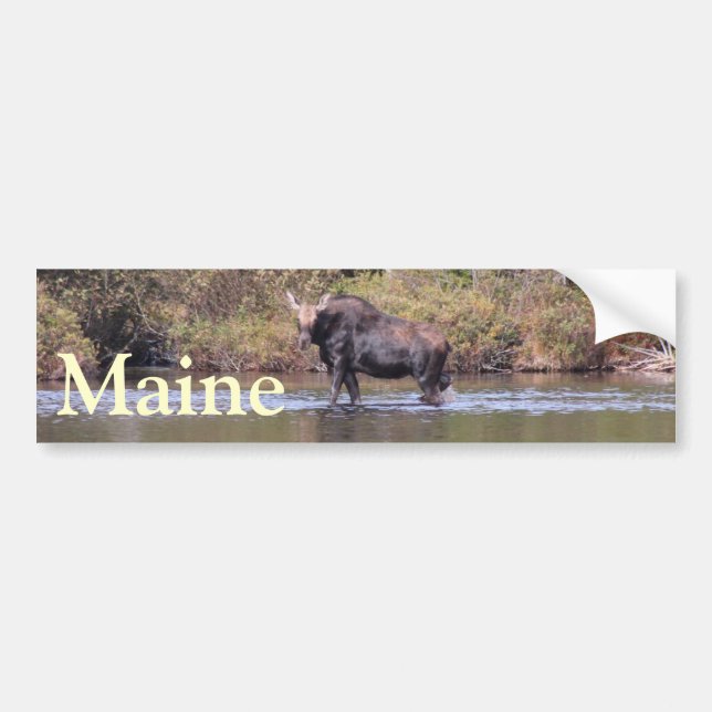 Maine Cow Moose Bumper Sticker (Front)