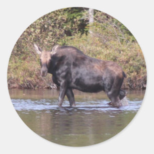 Maine Cow Moose Classic Round Sticker