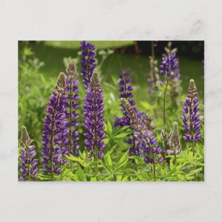 Maine flowers postcard
