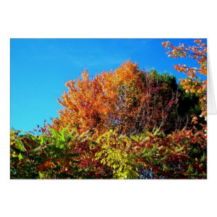 Maine Foliage and a Blue Sky