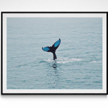 Maine Humpback Whale Tail 