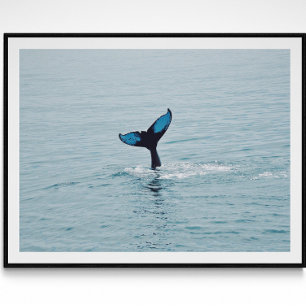 Maine Humpback Whale Tail  Poster