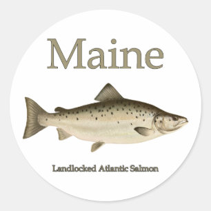 Maine Landlocked Salmon Classic Round Sticker