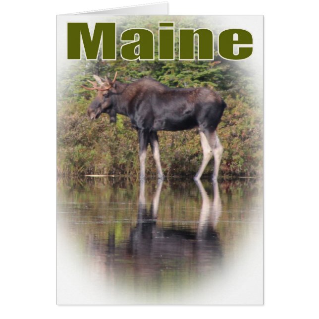 Maine Moose (Front)