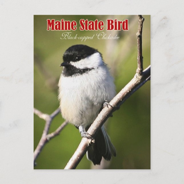 Maine State Bird - Black-capped Chickadee Postcard (Front)