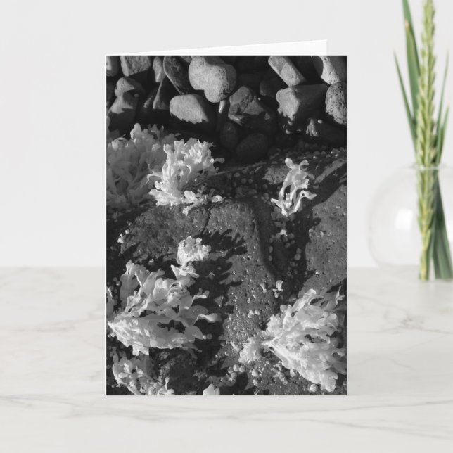 Maine tidal pool card (Front)