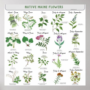 Maine Wildflowers Blossom Month Latin Name Poster