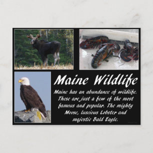 Maine Wildlife Postcard