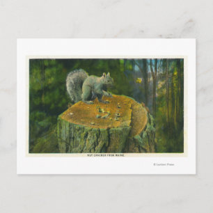 MaineA Little Nutcracker Squirrel from Maine Postcard