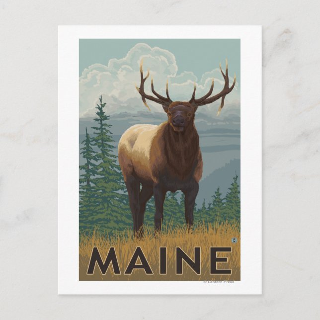 MaineElk Scene Postcard (Front)