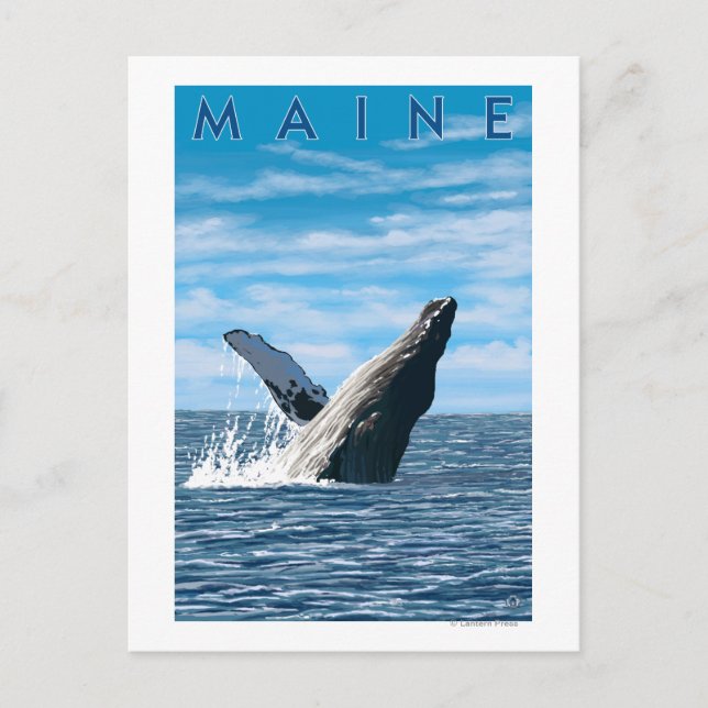 MaineHumpback Whale Scene Postcard (Front)