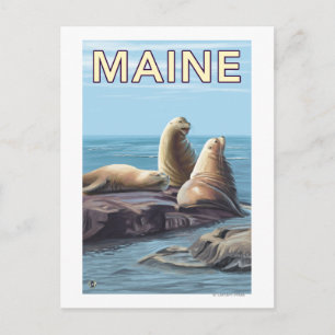MaineSea Lions Scene Postcard