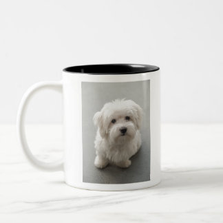 Maisie Coton de Tulear Puppy Two-Tone Coffee Mug