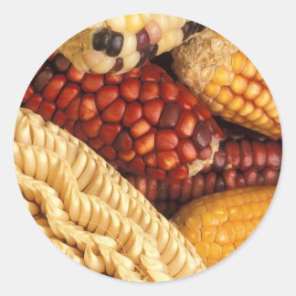 Maize Classic Round Sticker