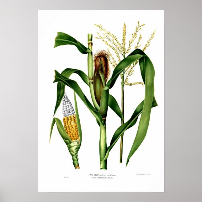 Maize Poster (Front)
