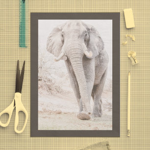 Majestic African Elephant Photograph Tissue Paper