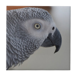 Majestic African Grey Parrot Ceramic Tile