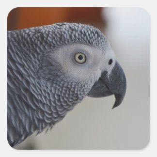 Majestic African Grey Parrot Square Sticker