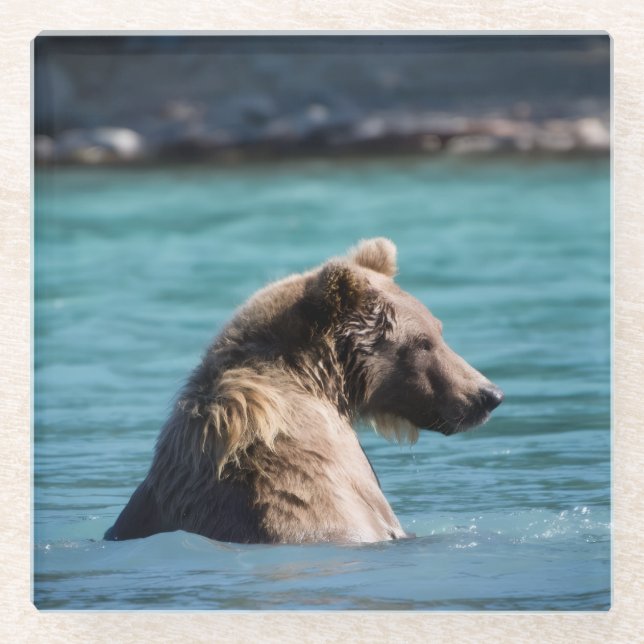 Majestic Alaskan Brown Bear Glass Coaster (Front)