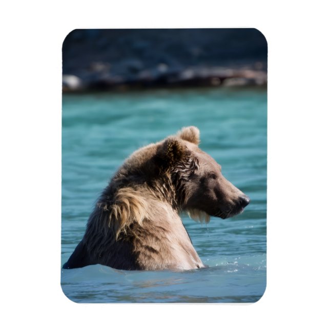 Majestic Alaskan Brown Bear Magnet (Vertical)