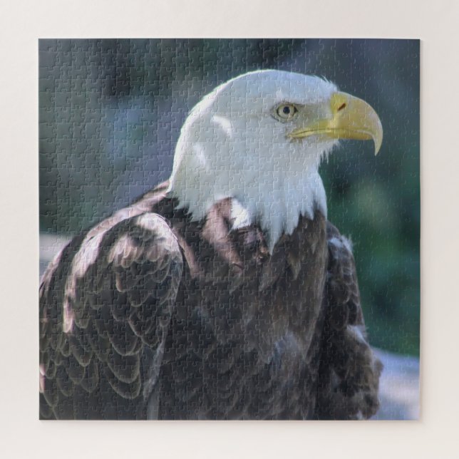 Majestic American Bald Eagle Colour Photograph Jigsaw Puzzle (Vertical)
