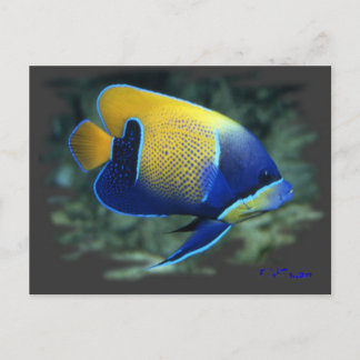 Majestic Angel Fish Postcard