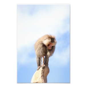 Majestic Baboon on Mountain Peak Photo Print