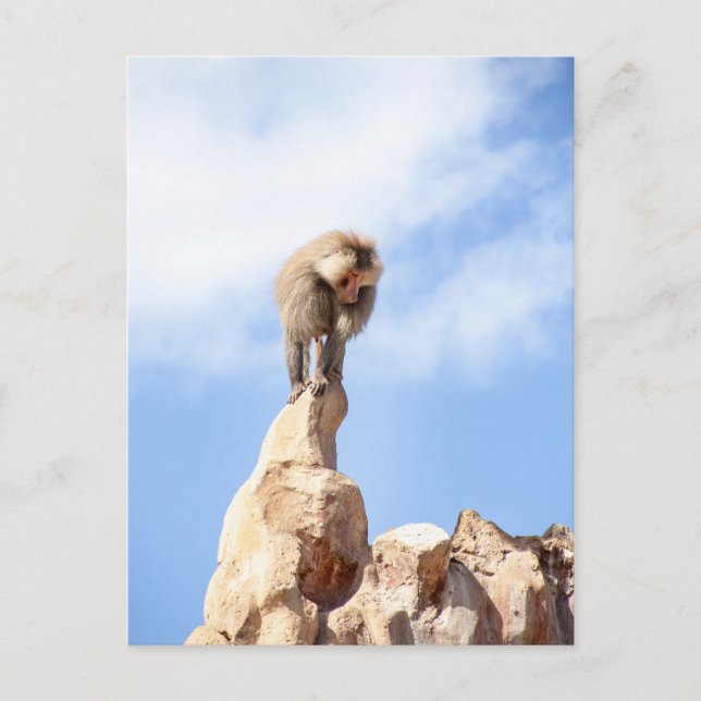 Majestic Baboon on Mountain Peak Postcard (Front)