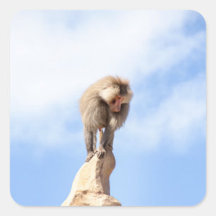 Majestic Baboon on Mountain Peak Square Sticker