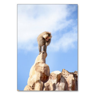 Majestic Baboon on Mountain Peak Table Number