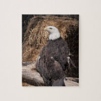 Majestic bald eagle