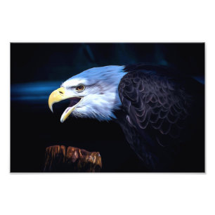 Majestic Bald Eagle Photo Print